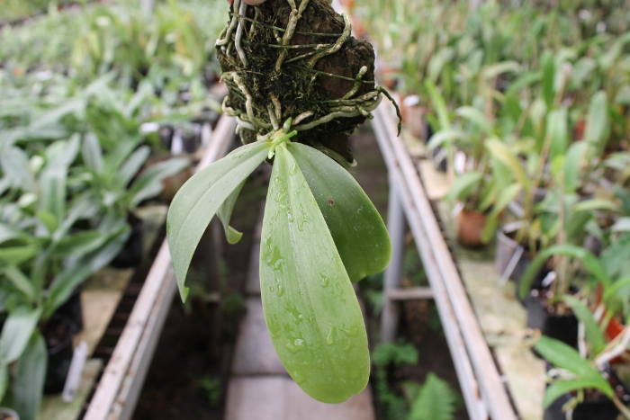 Phalaenopsis hieroglyphica .JPG