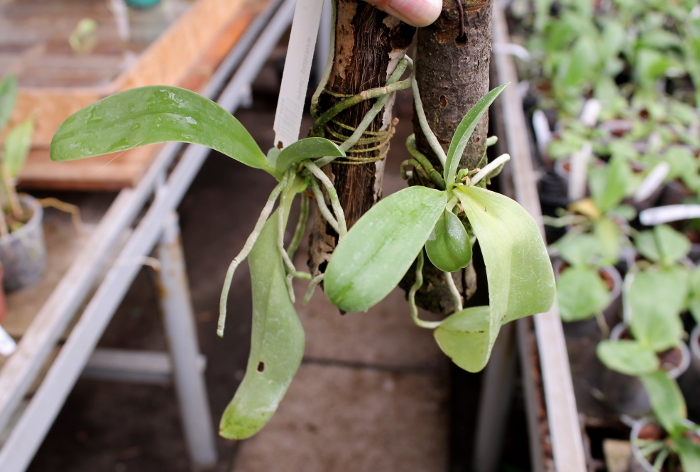 Phalaenopsis pulchra.JPG