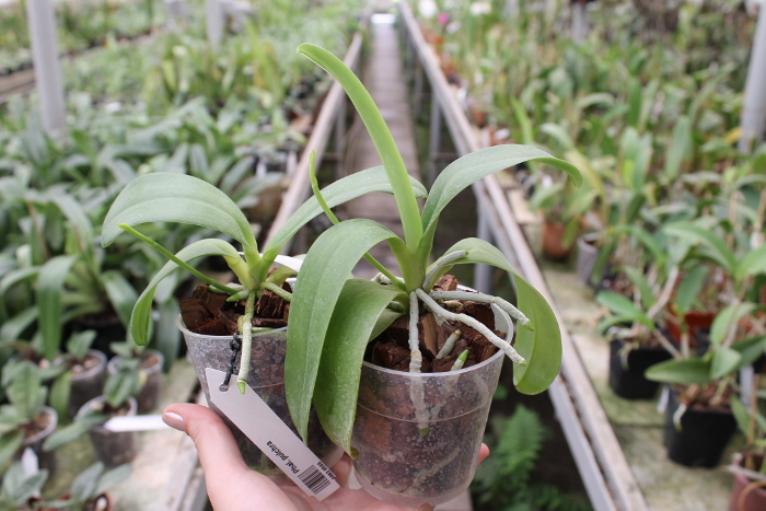 Phalaenopsis pulchra .JPG