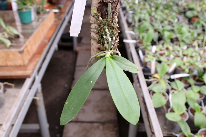 Phalaenopsis cornu-cervi.JPG