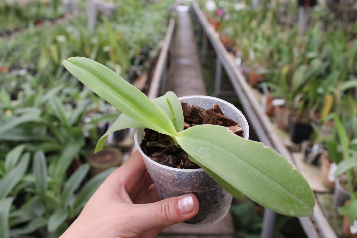 Phalaenopsis cornu cervi 'Dark Red'.JPG