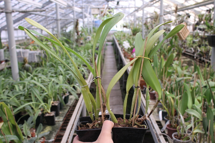 Cattleya trianae orlata 'TT' XXX x Cattleya trianae 'Cecilia' (04-8).JPG