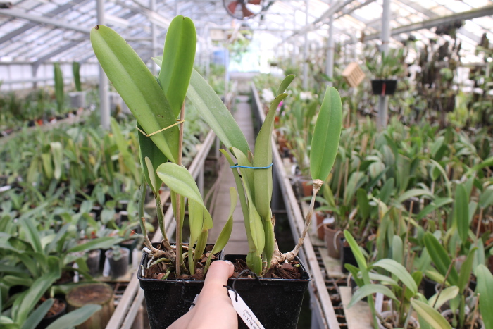 Cattleya trianae alba XXXX x Cattleya trianae amoena 'Rainha'.JPG