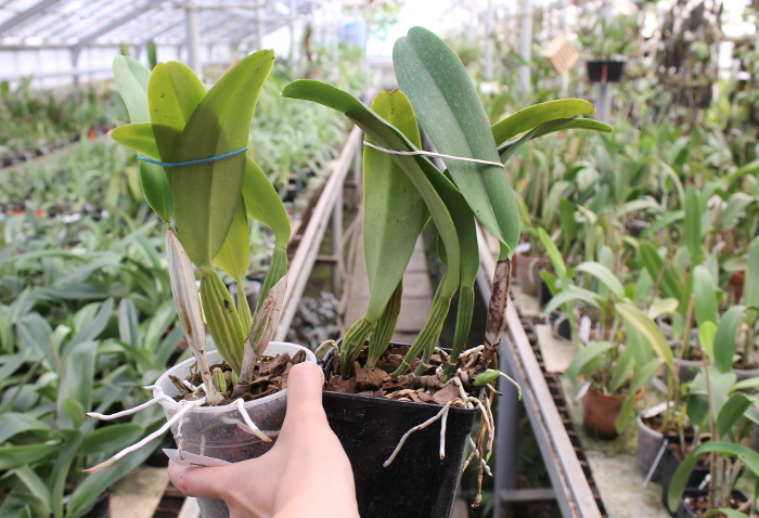 Cattleya trianae amesiana A x Cattleya trianae amesiana B.JPG