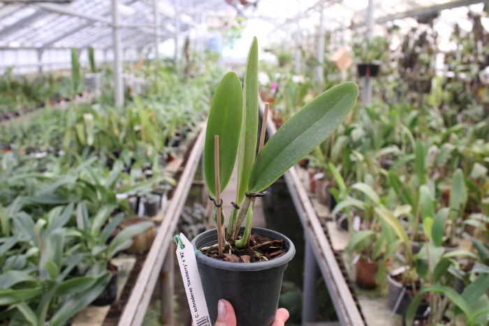 Cattleya schroderae 'Newberry' x '#2'.JPG