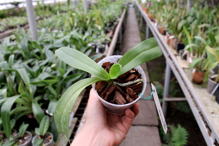 Phalaenopsis bastianii.JPG