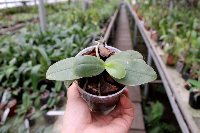 Phalaenopsis bellina 'blue'.JPG