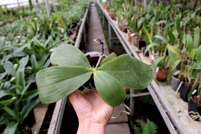 Phalaenopsis Princess Kaiulani 'Chin Yo'.JPG