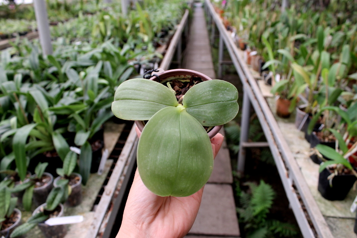 Phalaenopsis Samera 'Blue'.JPG