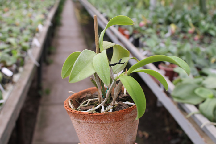 Cattleya violacea rubra flamea 'Alcebiades' XXX x Cattleya violacea tipo 'Rondonia' XXX.jpg