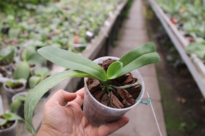 Phalaenopsis bastianii.jpg