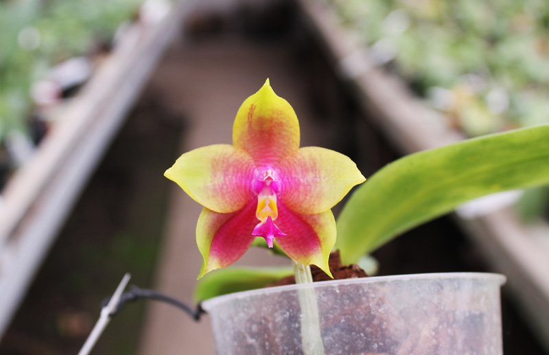 Phalaenopsis KS Happy Eagle x Ld's Bear Queen.jpg