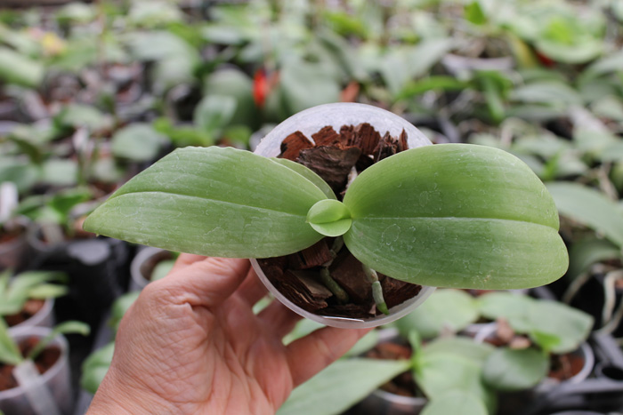 Phalaenopsis Yaphon Red Jewel x Ld's Bear Queen.jpg