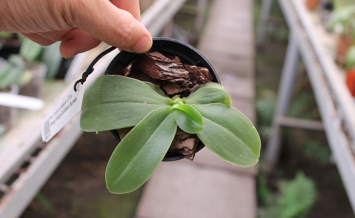 Phalaenopsis Yaphon Lobispis x (Tzu Chiang Orange-Caribbean Sunset).jpg