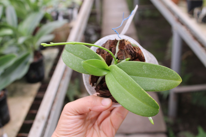 Phalaenopsis equestris alba.jpg