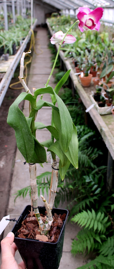 Dendrobium Star Fantasy.JPG