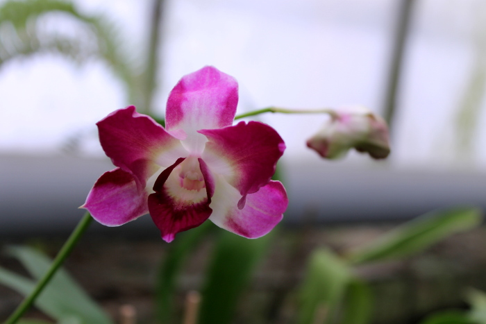 Dendrobium Star Fantasy2.JPG