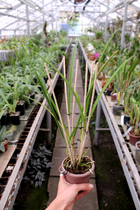 Brassavola David Sander (Brassavola cuculata x Rhyncholaelia digbyana).JPG