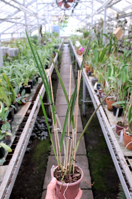 Brassocattleya Amethyst (Laelia purpurata x Brassavola cucullata)2.JPG