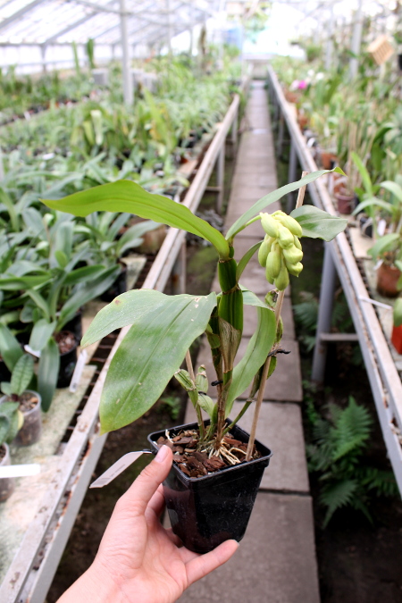 Dendrobium sulcatum.JPG