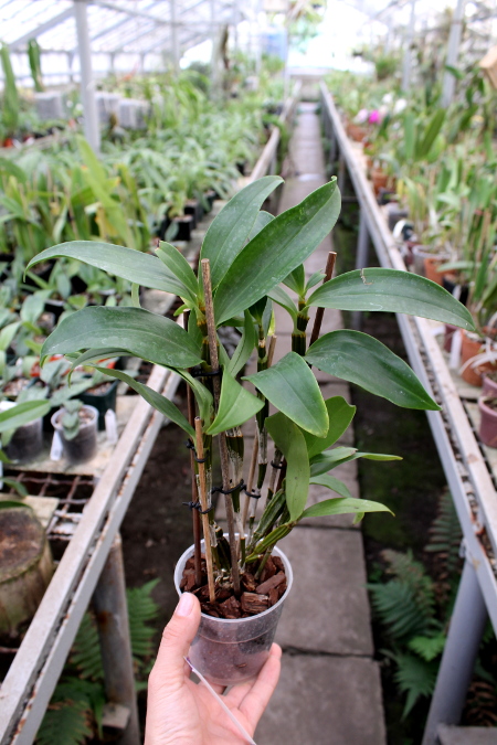 Dendrobium thyrsiflorum.JPG