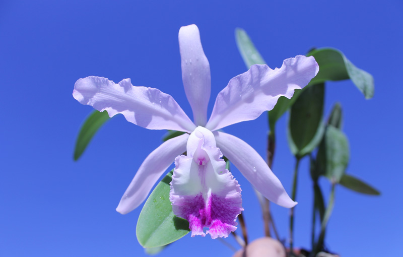 Cattleya Intermedia-gigas.jpg