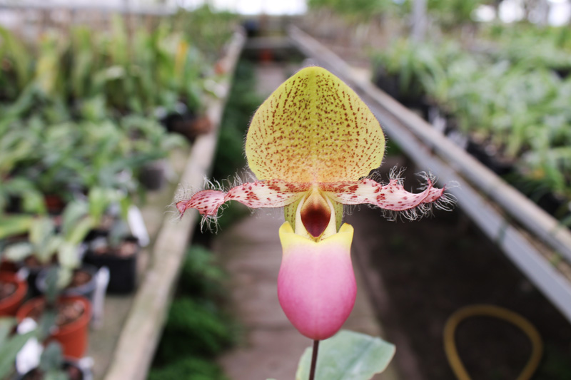 Paphiopedilum moquetteanum.jpg