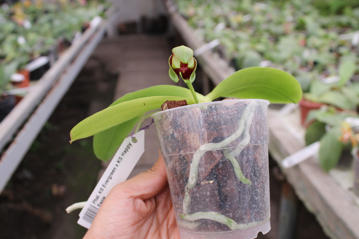 Phalaenopsis KS Evergreen x KS Happy Eagle.jpg
