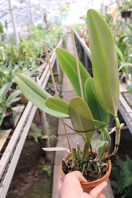 Cattleya labiata rubra 'Schuller' x Cattleya labiata rubra 'Deize'.jpg