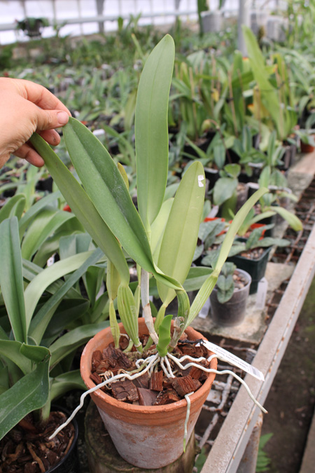Cattleya labiata coerulea 'Bastiao' x Cattleya labiata coerulea 'Lourival'.jpg