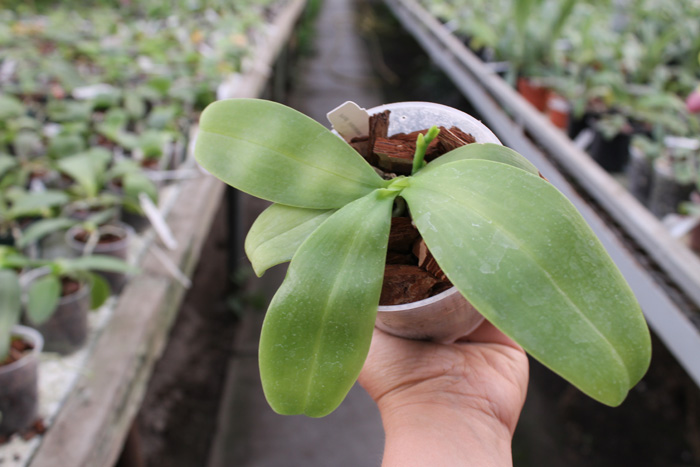 Phalaenopsis violacea alba 'Wanchiao Jungle White'.jpg