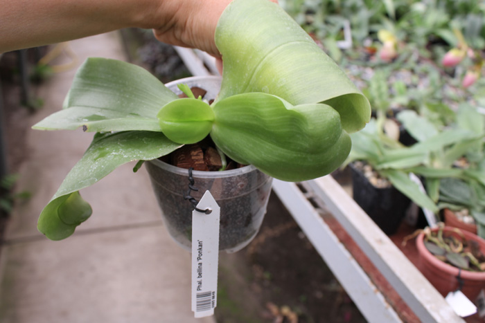 Phalaenopsis bellina 'Ponkan'.jpg