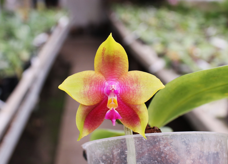Phalaenopsis KS Happy Eagle x Ld's Bear Queen.jpg