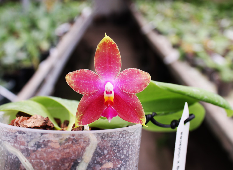Phalaenopsis Ld's Bear King x violacea indigo.jpg