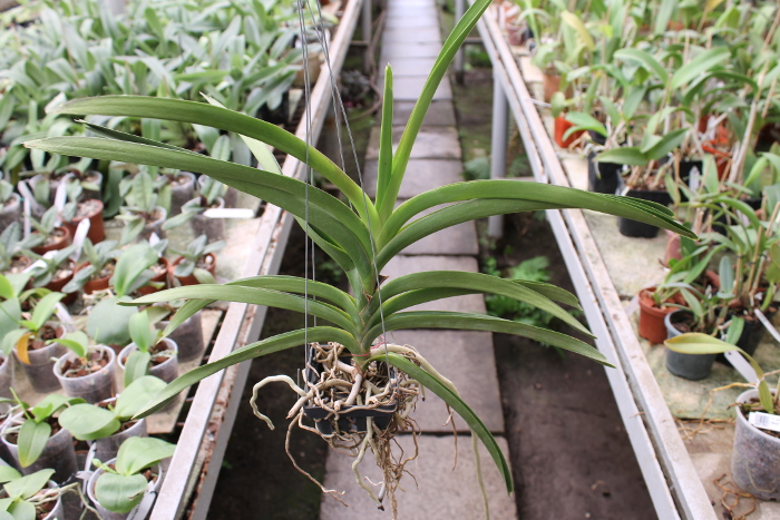 Vanda Suwapee Blue x Vanda Dr Anek.JPG