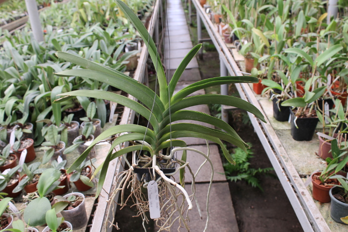 Ascocenda Haad Rawai x Vanda Tarab Waxy.JPG