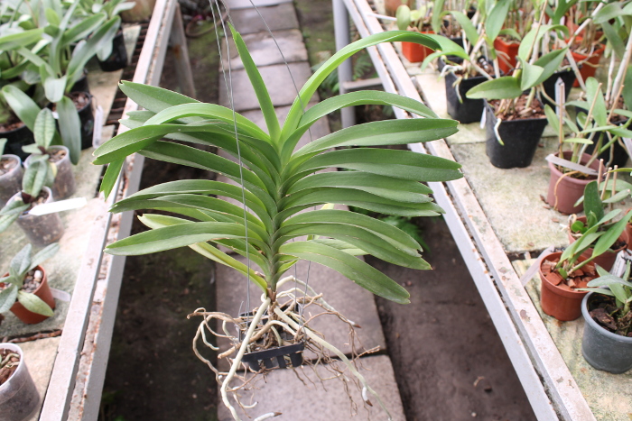 Vanda Manuel Torres.JPG