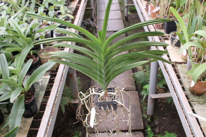 Vanda Patcharee Delight 'Red Spot'.JPG
