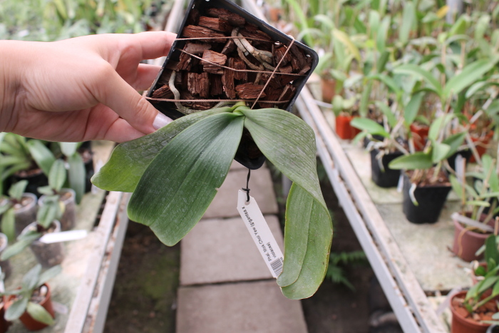 Phalaenopsis Mok Choi Yew (gigantea x violacea).JPG