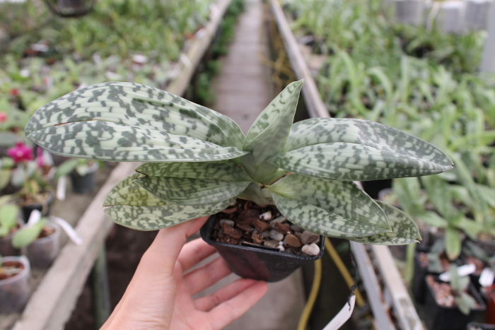 Paphiopedilum Maudiae vinicolor.JPG