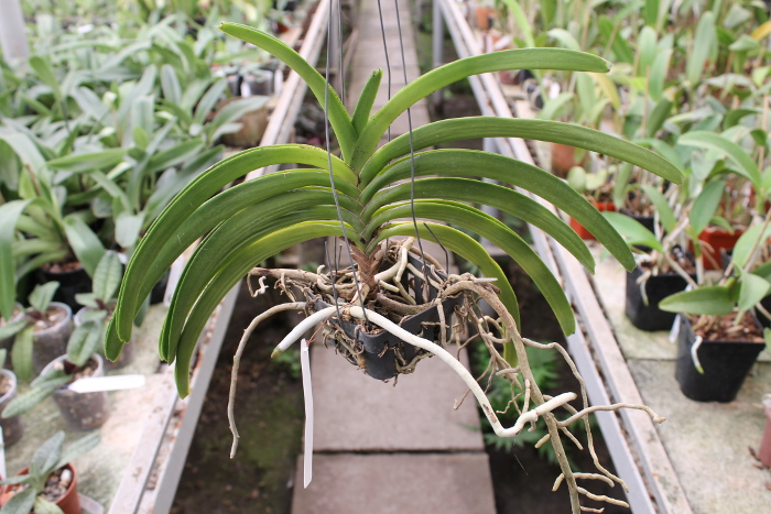 Rhynchostylis coelestis blue.JPG