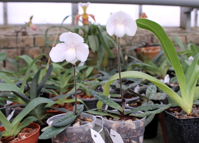 Paphiopedilum niveum (1508).JPG