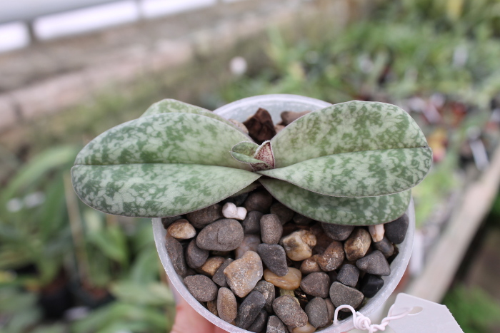 Paphiopedilum concolor.JPG