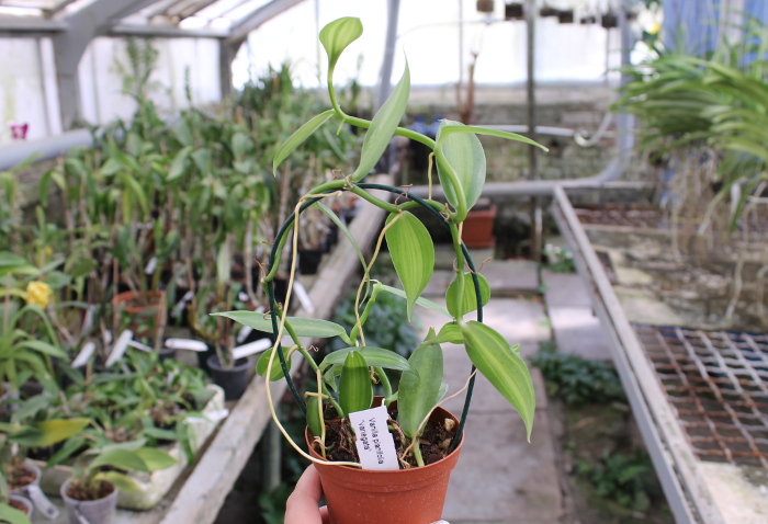 Vanilla planifolia variegata.JPG