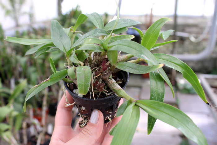 Dendrobium Hibiki (laevifolium x bracteosum).JPG