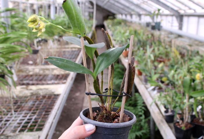 Dendrobium setigerum.JPG