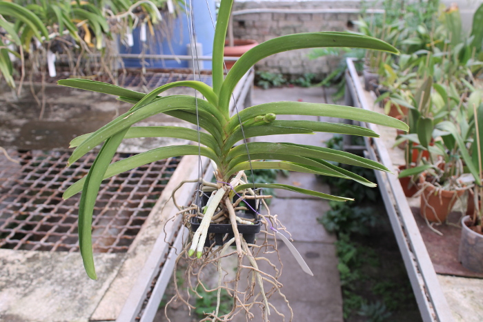 Ascocenda Kultana Gold Spot x Tubtim Velvet.JPG