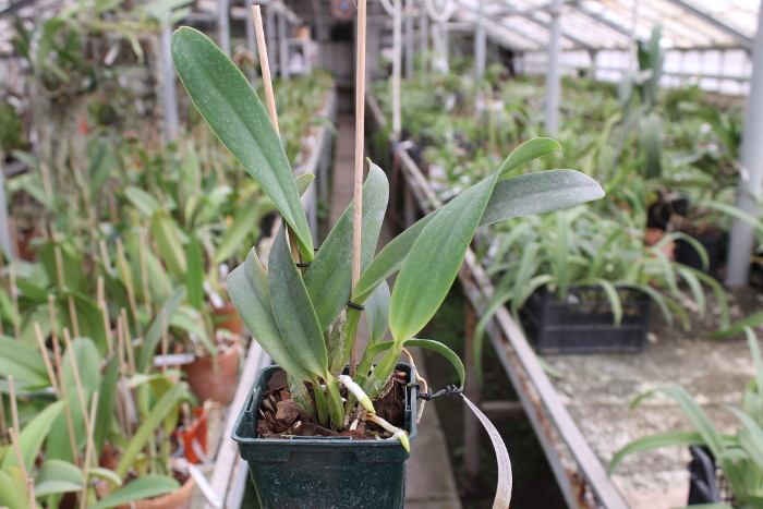 Laeliocattleya Tahoe Rose fma. coerulea 'G.C.' ( walkeriana x purpurata).JPG