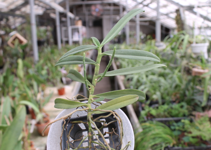 Dyakia hendersoniana.JPG