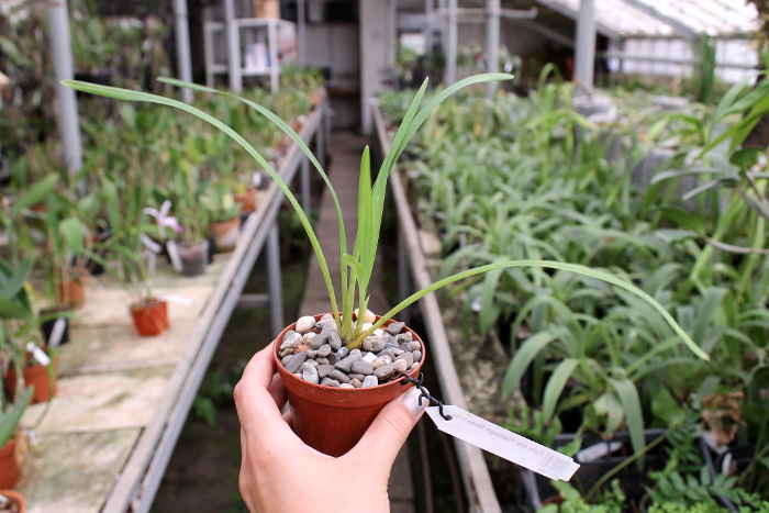 Cymbidium Isle 'Flamingo Three Lips'.JPG